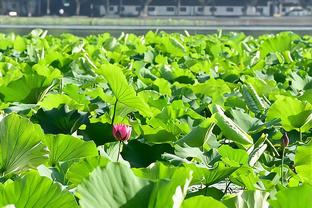 杜兰特&布克出镜！菲尼克斯太阳给大家拜年啦☀️